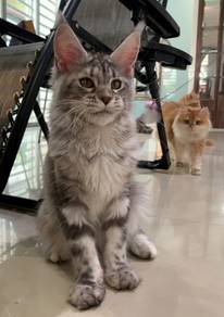 maincoon sliver tabby