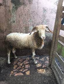 BeBiri/Kambing