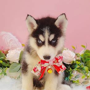 Husky
