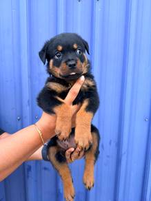 Rottweiler Puppy
