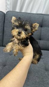 约克夏男
Yorkie yorkshire Terrier
Male
