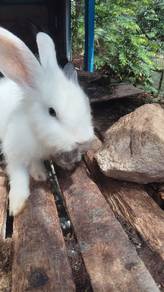 Arnab Rabbit
