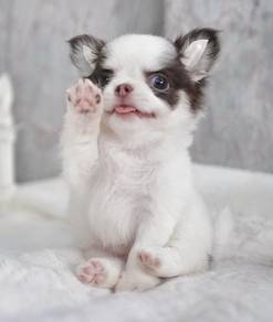 CHIHUAHUA PUPPIES VIP222🌷Head Apple Cute Dog