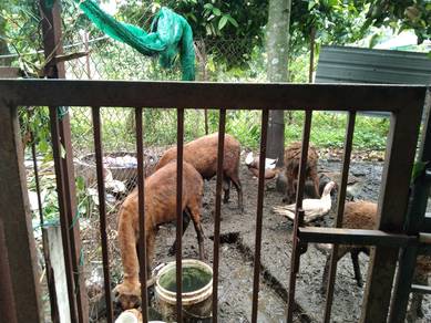 Biri2 Untuk Dijual