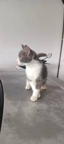Kucing British Shorthair
