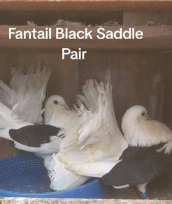 Burung Merpati America Fantail Saddle induk