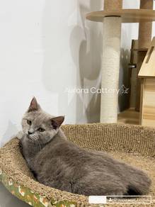 Bsh Lilac