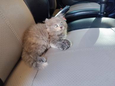 TOPs S-GRADE Anahita Grey Curl Ragdoll cat
