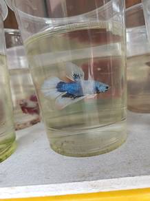 Betta