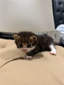 Kitten For Sale - Golden Shaded Mix Maine Coon
