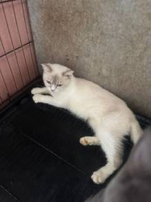 Adult Ragdoll n mix BSH