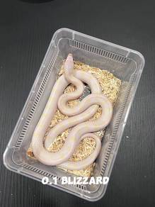 corn snake (blizzard morph)