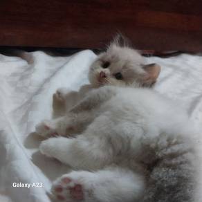 Ragdoll kittens Murah