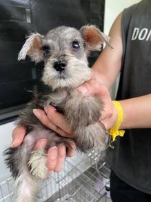 Miniature schnauzer