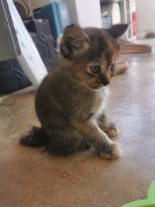 3 Anak Kucing Comel