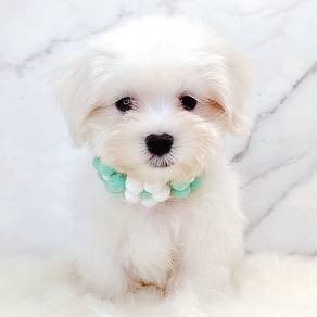 Maltese