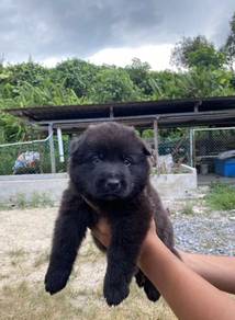 German Shepherd