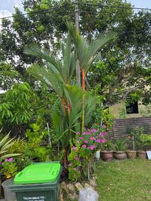 Cyrtostachys renda plans