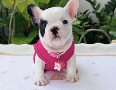 FRENCH BULLDOG PUPPIES VIP117 🌻 Cow Pattern