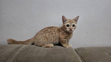 Munchkin oyen