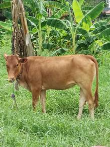 lembu tino bara limozin