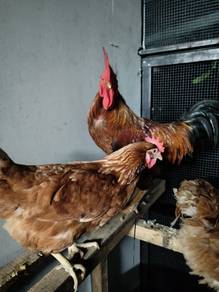 Bibit ayam penelur biasa (Kacukan RIR)
