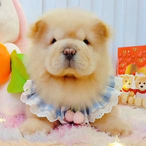 Chow Chow