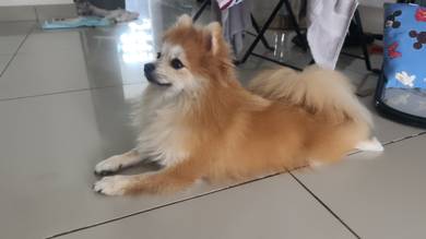 Pomeranian dog 