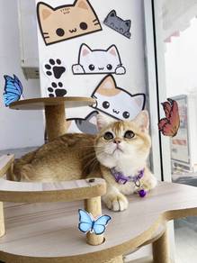Bsh golden female