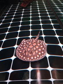 stingray back diamond hybrid 