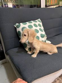 dachshund