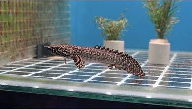 Ornate Bichir Aquarium Fish 