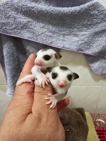 Sugar Glider 