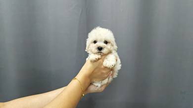 QW3336 POOCHONE Bichon x Poodle tiny size puppy