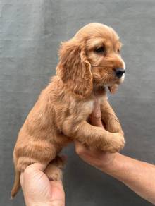 ENGLISH COCKER SPANIEL PUPPIES F409 🌻Female