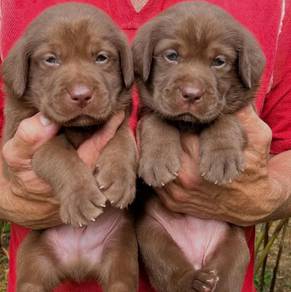 Labrador retriever 