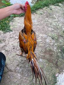 ayam ratu nokdeng