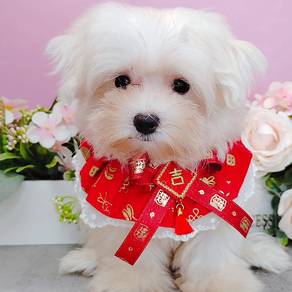 Maltese