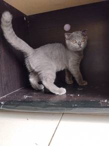 Bsh mix Scottish 