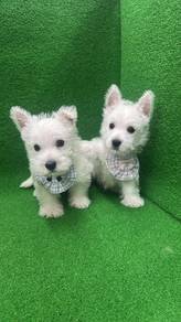 西高地
Westie
Female / male
Dob : 20-05-26

⚠️ 共有4只母1