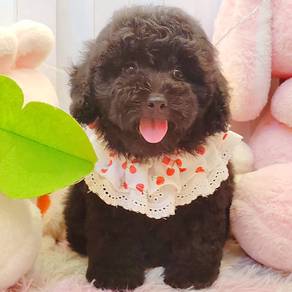 Poodle