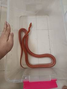Corn Snake