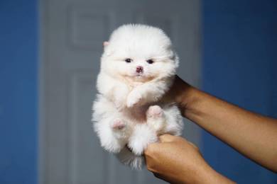 Pomeranian
