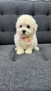 Bichon Frise Female Puppy F-1