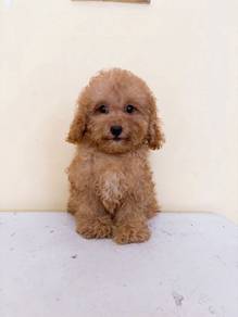 Toy Poodle