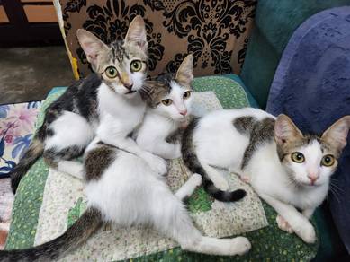 kucing untuk di jual