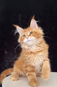 Red Tabby Mainecoon