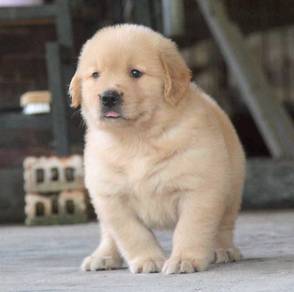 GOLDEN RETRIEVER PUPPIES M770 🌻 黃金獵犬  Female