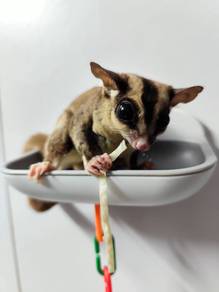 Sugar Glider Jinak Dan Sangkar