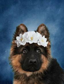 German Shepherd